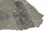 Pennsylvanian Fossil Flora Plate - Kentucky #214150-1